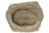 Inflated, Ordovician Asaphellus Trilobite - Morocco #235797-1